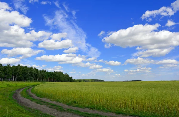 Landschap foto van groene zomer veld — Stockfoto