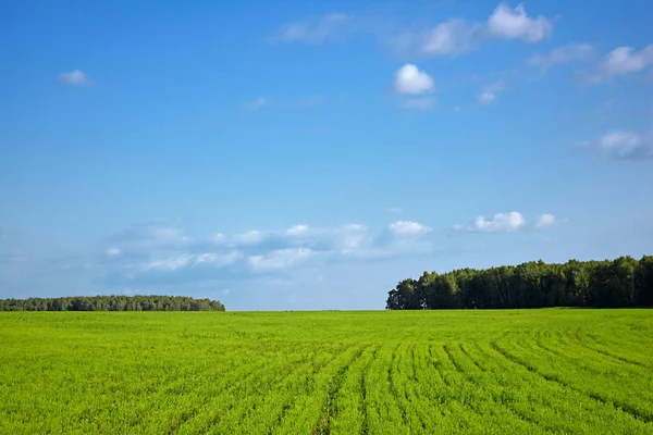 Landskaps bild av grönt sommar fält — Stockfoto