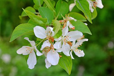 Çiçekli elma ağacı şube çekim