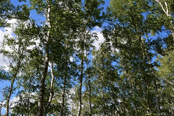 Paisaje foto de un bosque verde de verano —  Fotos de Stock