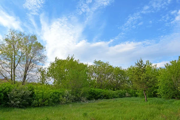 Güzel park. Ağaçlar arasında yeşil Glade.