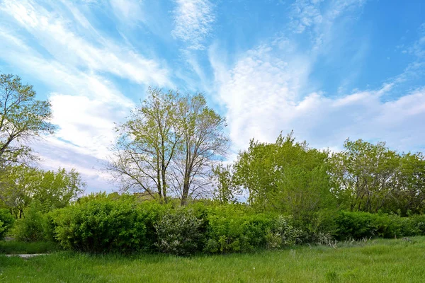 Güzel park. Ağaçlar arasında yeşil Glade.