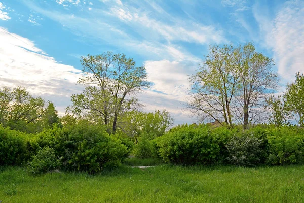 Mooi park. Groene glade tussen de bomen. — Stockfoto
