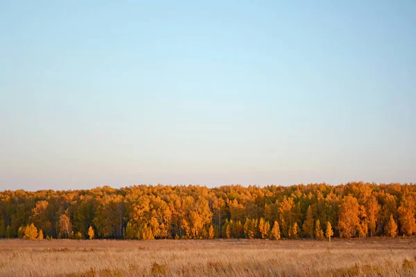 Bosque de otoño en la distancia —  Fotos de Stock