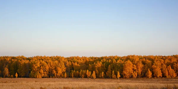 Bosque de otoño en la distancia —  Fotos de Stock