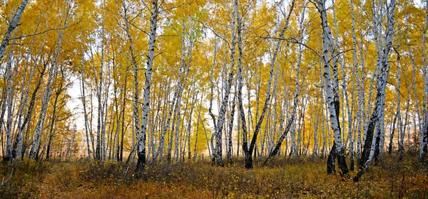 Bosque de otoño —  Fotos de Stock