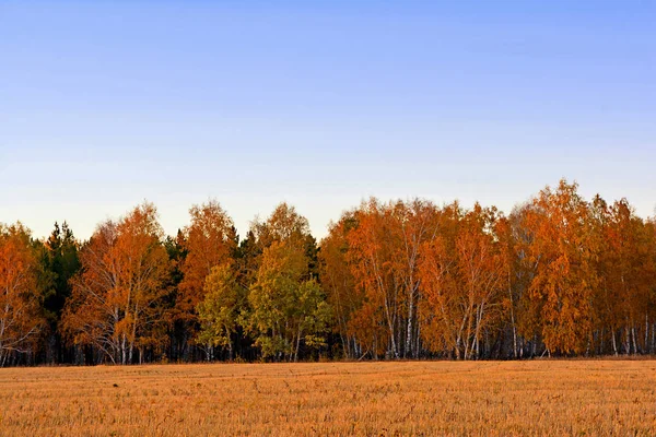 Podzimní Les v dálce — Stock fotografie