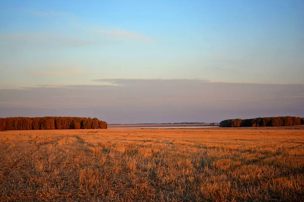 Herfst bos in de verte — Stockfoto