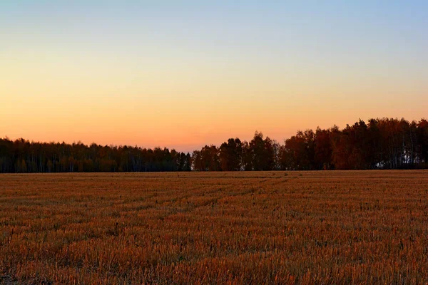 Herfst bos in de verte — Stockfoto