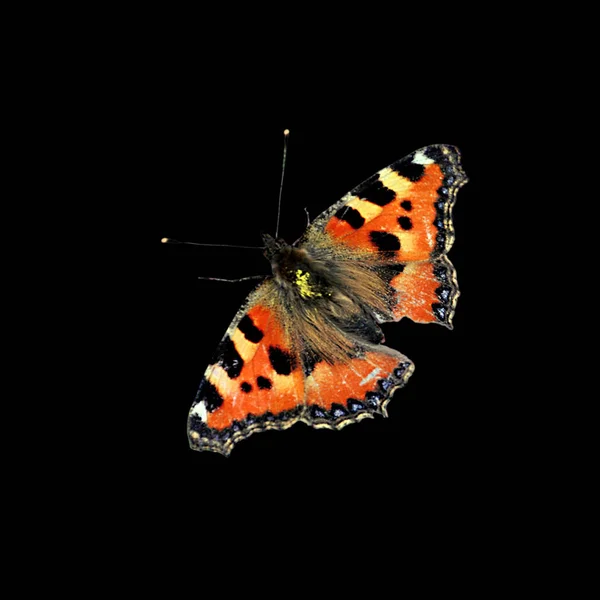 Borboleta Colorida Isolada Fundo Preto — Fotografia de Stock