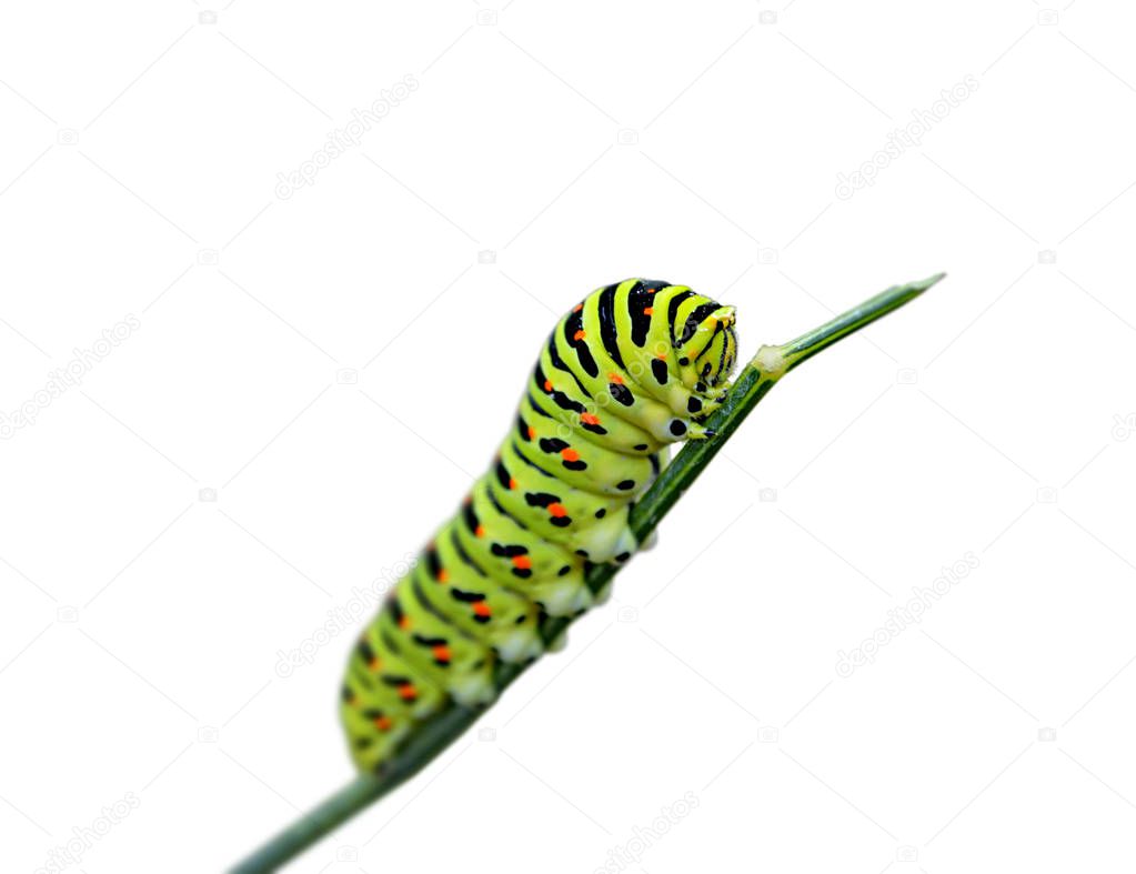 Variegated caterpillar isolated on a white background