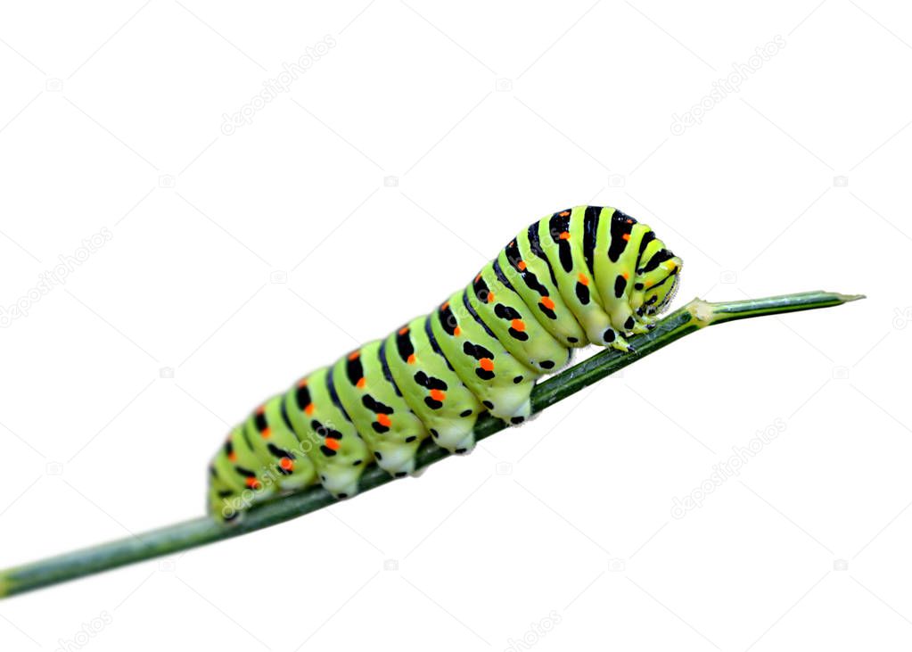 Variegated caterpillar isolated on a white background