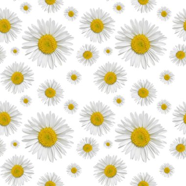 Beyaz arka plan daki papatyaların kusursuz deseni