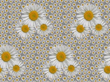 Çiçekler ahşap bir yüzeyüzerinde chamomiles. Dikişsiz doku.