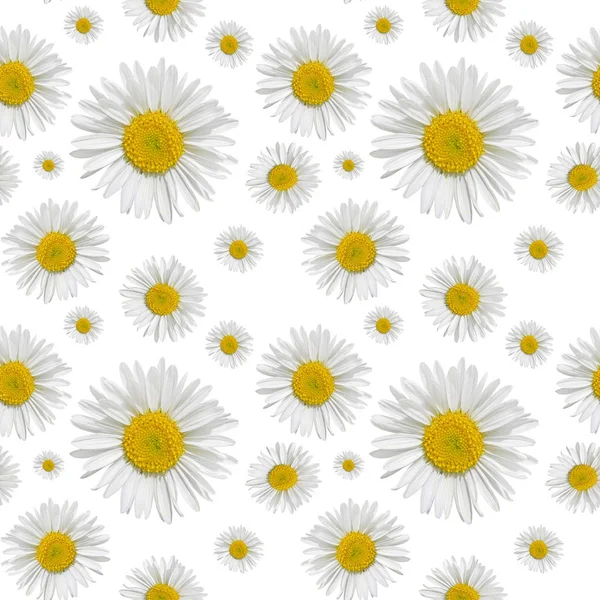 Seamless pattern of daisies on a white background