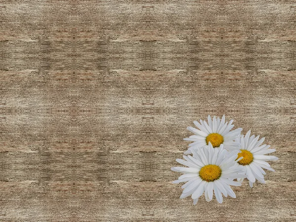 Blüten Kamille Auf Einer Holzoberfläche Nahtlose Textur — Stockfoto
