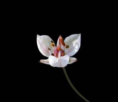 Siyah bir arka plan üzerinde izole küçük beyaz çiçek