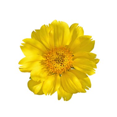 Güzel sarı çiçek beyaz bir arka plan izole