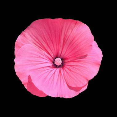 Güzel pembe çiçek siyah bir arka plan üzerinde izole