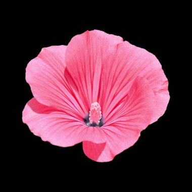 Güzel pembe çiçek siyah bir arka plan üzerinde izole