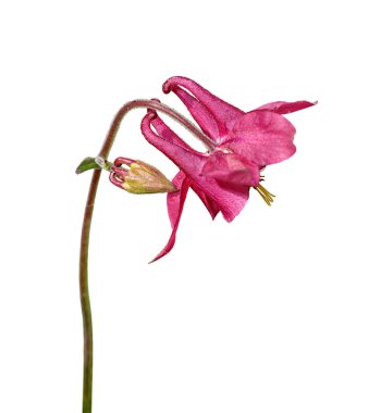 Beyaz arka planda izole edilmiş güzel pembe çiçek.