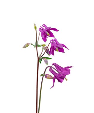 Beyaz bir arka plan üzerinde izole güzel mor çiçekler