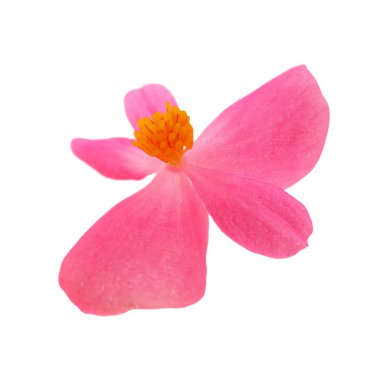 Siyah arkaplanda izole edilmiş pembe çiçek