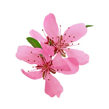 Beyaz arkaplanda izole edilmiş pembe çiçek