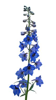 Beyaz arkaplanda izole edilmiş mor çiçek