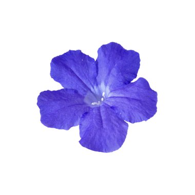 mavi çiçek beyaz arkaplanda izole edilmiş