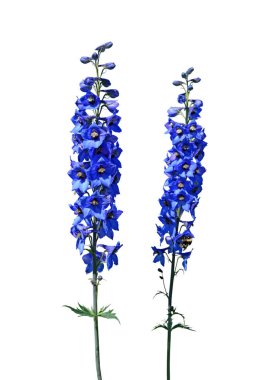 Beyaz arkaplanda izole edilmiş mor çiçek