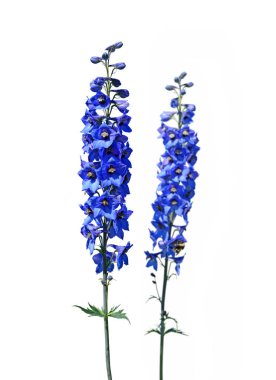 Beyaz arkaplanda izole edilmiş mor çiçek