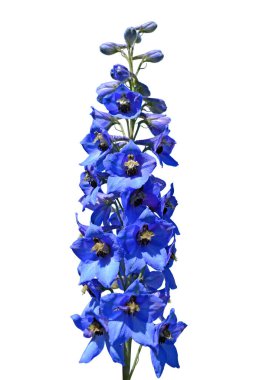 Beyaz arkaplanda izole edilmiş mor çiçek