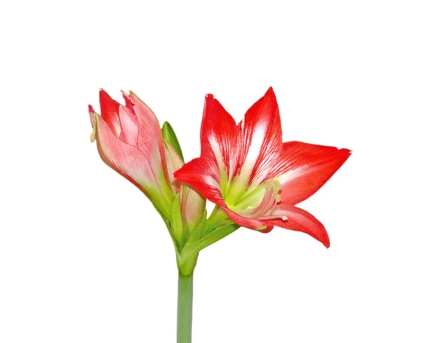 Vacker Röd Blomma Isolerad Vit Bakgrund — Stockfoto