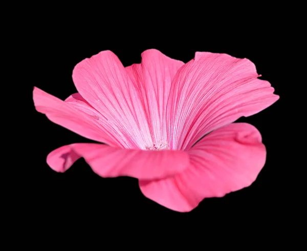 Gyönyörű Rózsaszín Virág Izolált Fekete Háttér — Stock Fotó