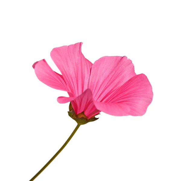 Hermosa Flor Rosa Aislada Sobre Fondo Blanco — Foto de Stock