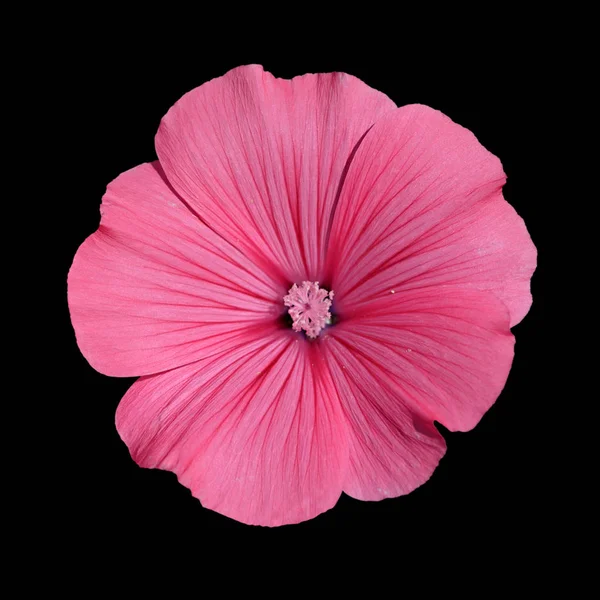 黒い背景に隔離された美しいピンクの花 — ストック写真