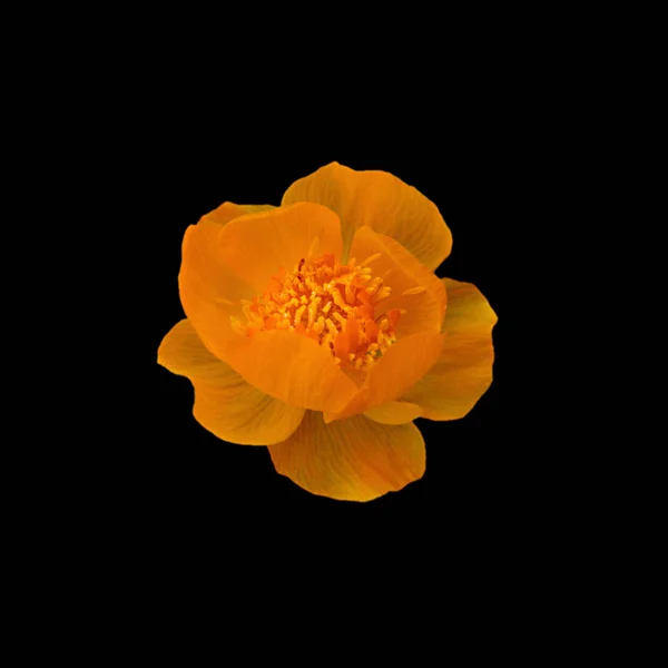 Schöne Orangefarbene Blume Isoliert Auf Schwarzem Hintergrund — Stockfoto