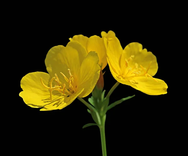 Beautiful Yellow Flower Isolated Black Background — Stock Photo, Image