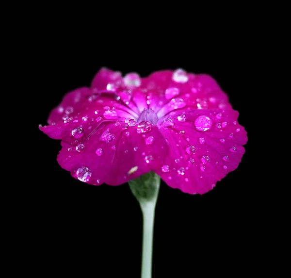 Beautiful Purple Flower Isolated Black Background — Stock Photo, Image