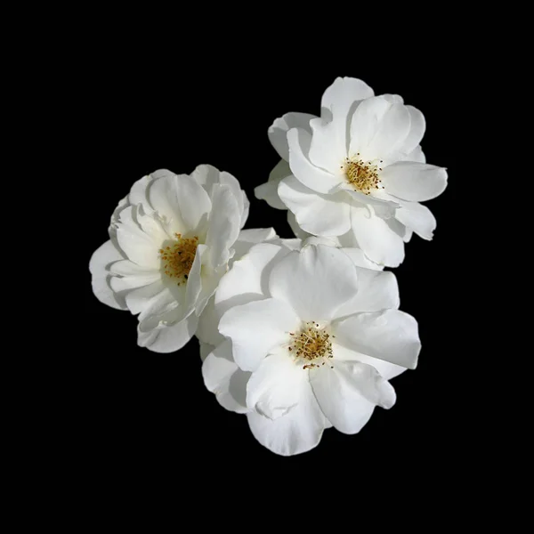 Witte Bloemen Van Apple Geïsoleerd Een Zwarte Achtergrond — Stockfoto