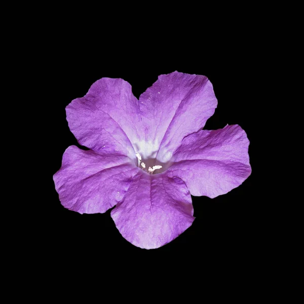 黒い背景に孤立した紫色の花 — ストック写真