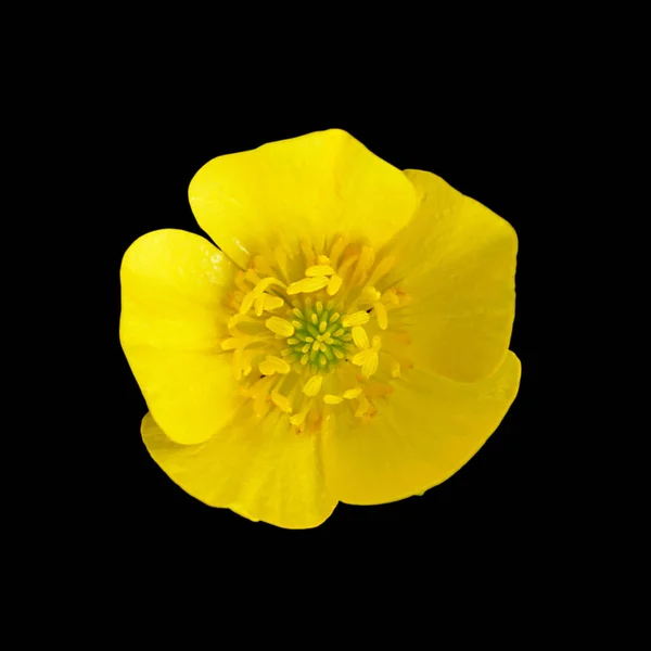 Gelbe Blume isoliert auf schwarzem Hintergrund — Stockfoto