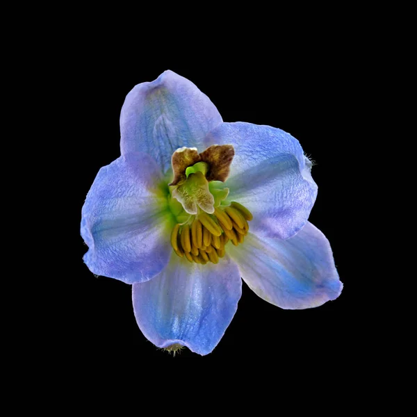 Fleur violette isolée sur fond noir — Photo