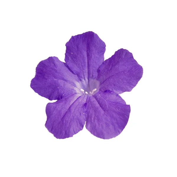 白い背景に孤立した紫色の花 — ストック写真