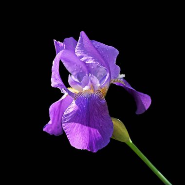 Güzel mor iris siyah bir arka plan üzerinde izole