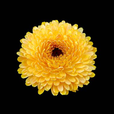 Güzel Calendula çiçek siyah bir arka plan üzerinde izole