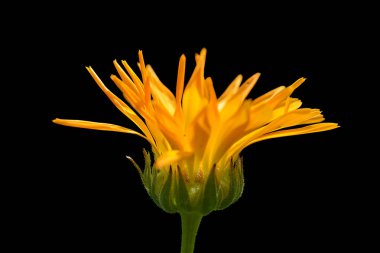 Güzel Calendula çiçek siyah bir arka plan üzerinde izole