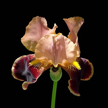 Güzel alacalı Iris siyah bir arka plan üzerinde izole