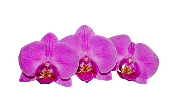 Schöne rosa Orchidee isoliert auf weißem Hintergrund — Stockfoto
